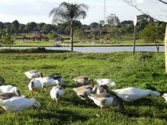 PATOS NO LAGO PARQUE ANTENOR MARTINS-FOTO:PAULO YUJI TAKARADA [PANORAMIO] - DOURADOS - MS