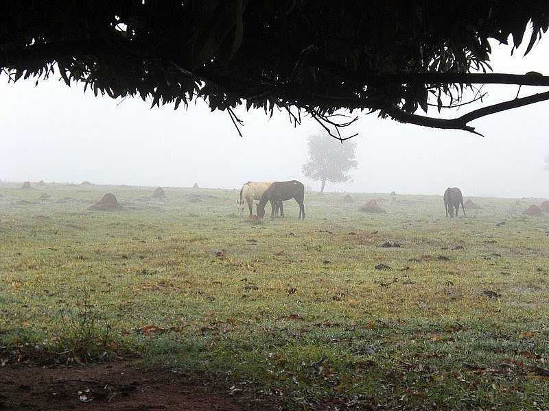 INOCNCIA-MS-NEBLINA NA PASTAGEM-FOTO:JOS EUSTQUIO RIBEIRO - INOCNCIA - MS