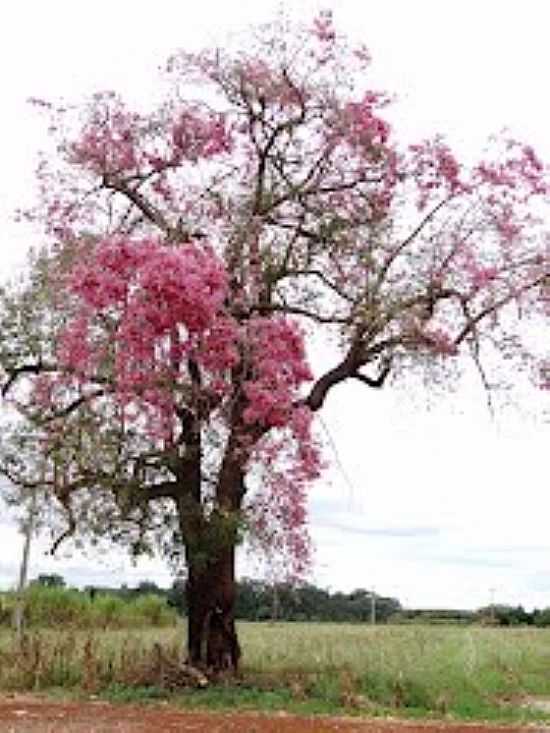 PAINEIRA FLORIDA EM REA RURAL DE ITAPOR-MS-FOTO:PAULO YUJI TAKARADA - ITAPOR - MS