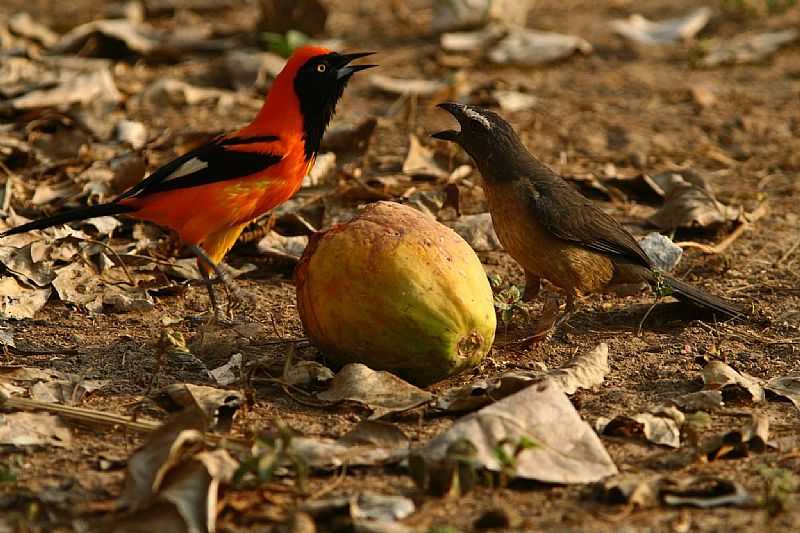 IMAGEM DA CIDADE DE JAURU-MS - JAURU - MS