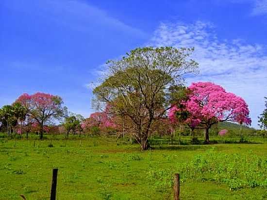 FLORA DO PANTANAL-FOTO:MEIRE RUIZ [PANORAMIO] - LADRIO - MS