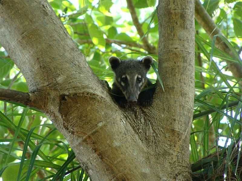 NHECOLNDIA-MS-FAUNA DO PARQUE-FOTO:DESTINODEVIAGEM  - NHECOLNDIA - MS