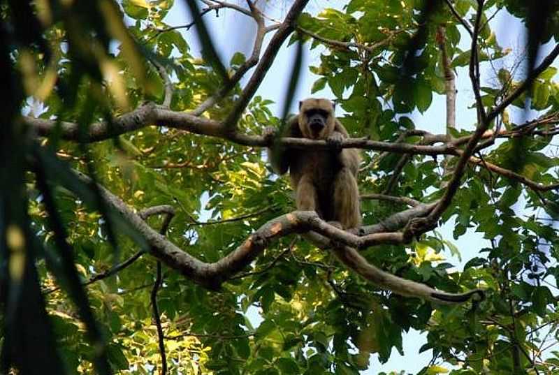 NHECOLNDIA-MS-FAUNA DO PARQUE-FOTO:DESTINODEVIAGEM - NHECOLNDIA - MS