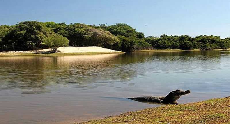 NHECOLNDIA-MS-PANTANAL DE NHECOLNDIA-FOTO:NEWS DE RV  - NHECOLNDIA - MS