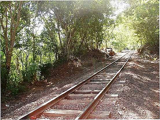 ESTRADA PARQUE EM PIRAPUTANGA-MS-FOTO:RIVALDI - PIRAPUTANGA - MS