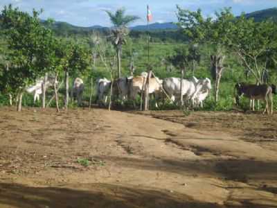 RECANTO DA FELICIDADE, POR ROMILTON ARAGO - BOA VISTA DO TUPIM - BA