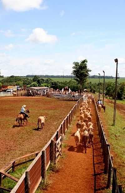 SO GABRIEL DO OESTE - SO GABRIEL DO OESTE - MS