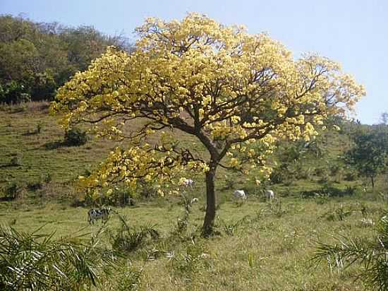 IP FLORIDO EM REA RURAL EM SIDROLNDIA-FOTO:VALMOR LUIZ ADONA - SIDROLNDIA - MS