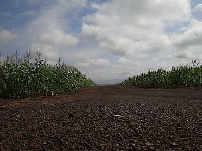 PLANTAO DE MILHO-FOTO:PAULO YUJI TAKARADA  - VILA FORMOSA - MS