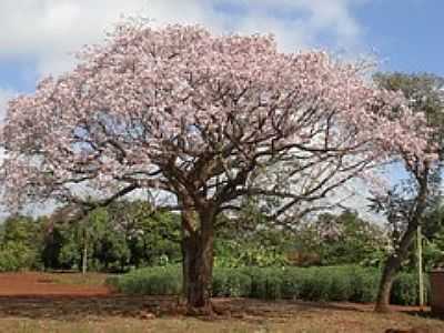 PAINEIRA FLORIDA-FOTO:PAULO YUJI TAKARADA  - VILA VARGAS - MS