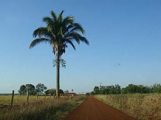 ESTRADA VICINAL EM VILA VARGAS-FOTO:PAULO YUJI TAKARADA - VILA VARGAS - MS