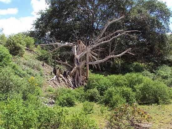 NATUREZA EM BOM JESUS DA SERRA-BA-FOTO:CRISTIANO PIRES - BOM JESUS DA SERRA - BA