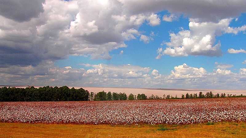 ALTO GARAS-MT-CAMPOS ALGODOEIROS-FOTO:GUI TORRES - ALTO GARAS - MT