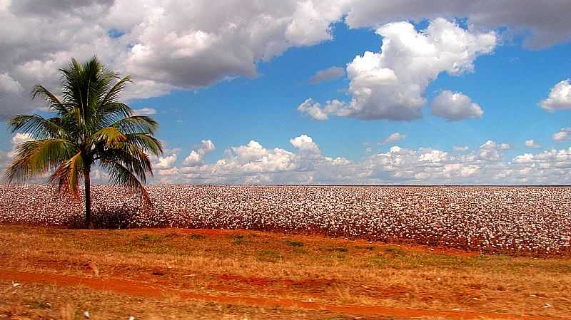 ALTO GARAS-MT-OURO BRANCO DO CERRADO-FOTO:GUI TORRES - ALTO GARAS - MT