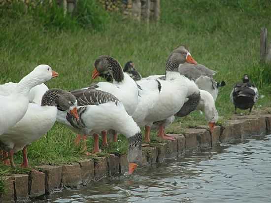 ARAPUTANGA-MT-PATOS NA BEIRA DO LAGO-FOTO:ADEMIR DE MATOS - ARAPUTANGA - MT