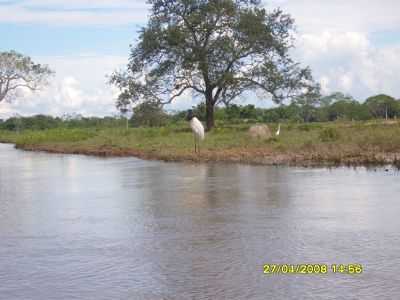 PANTANAL B.M, POR RODRIGO CLOSS - BARO DE MELGAO - MT