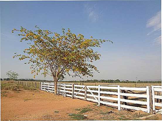 BARRA DO GARAS-MT-JACARAND-RVORE NOBRE DO CERRADO-FOTO:PE. EDINISIO PEREIRA - BARRA DO GARAS - MT