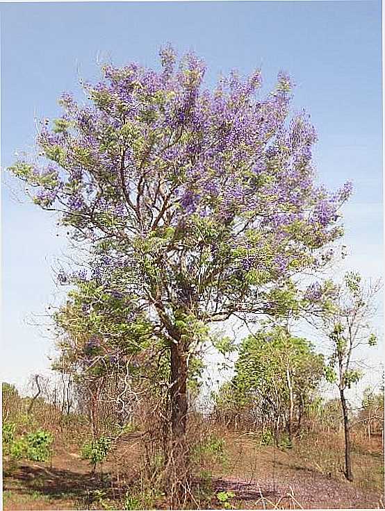 BARRA DO GARAS-MT-TAMBORIL ROXO NA SERRA DO RONCADOR-FOTO:PE. EDINISIO PEREIRA  - BARRA DO GARAS - MT