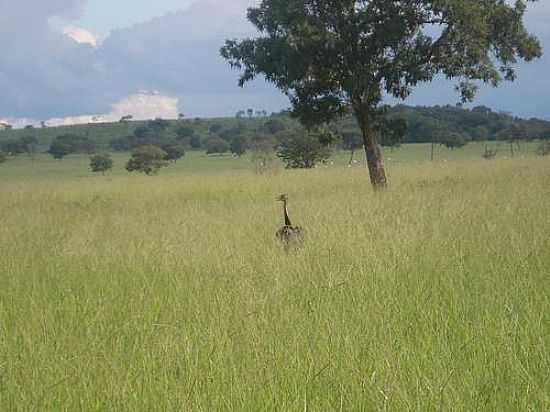EMA NA SERRA DO RONCADOR EM BARRA DO GARAS-FOTO:RAFAEL JOS RORATO - BARRA DO GARAS - MT