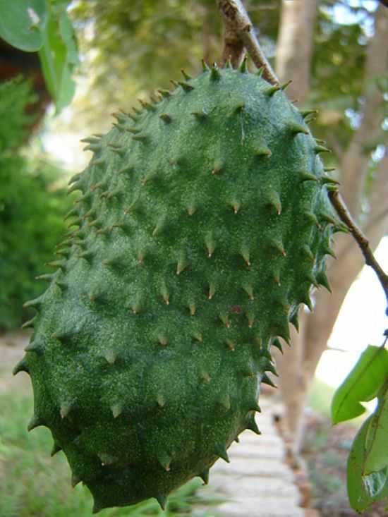 GRAVIOLA-FOTO:TATIANE PASSOS - CANGAS - MT