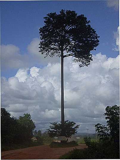 IMAGEM-FOTO:SAMUEL FALABRETTI  - CASTANHEIRA - MT