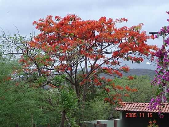 VISTA DE BOQUIRA FLORIDA-FOTO:FRAN.IBMED - BOQUIRA - BA