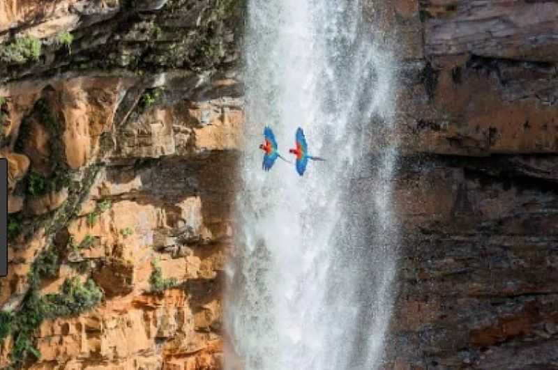 CHAPADA DOS GUIMARES-MT-CASAL DE ARARAS-VERMELHAS PASSANDO PELA CACHOEIRA VU DE NOIVA-FOTO:RODRIGO RASCHER - CHAPADA DOS GUIMARES - MT