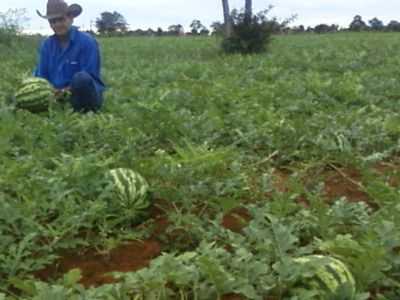 PLANTAAO DE MELANCIA(CONFRESA2009), POR VALDSON TOME - CONFRESA - MT