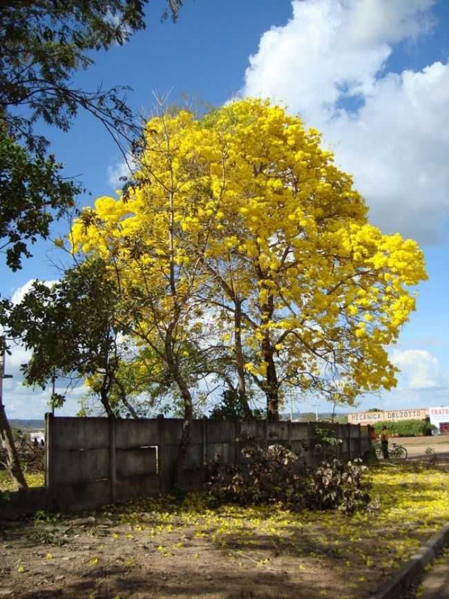 IP  AMARELO GUARANT DO NORTE, POR BRUNO NUNES - GUARANT DO NORTE - MT