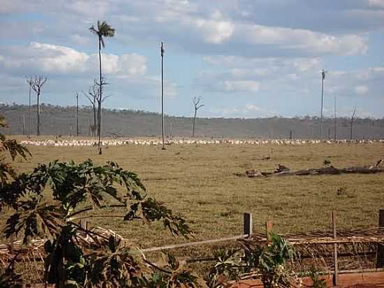 GUARANT DO NORTE-MT-REA DE PASTAGEM-FOTO:JOO HENRIQUE ROSA  - GUARANT DO NORTE - MT