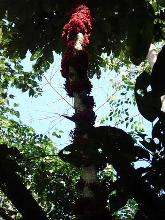 GUARANT DO NORTE-MT-CACAUEIRO(THEOBROMA CACAO) EM FLR-FOTO:JOO HENRIQUE ROSA  - GUARANT DO NORTE - MT