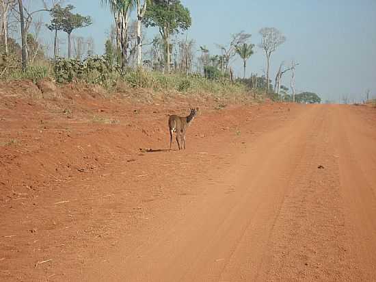 GUARANT DO NORTE-MT-VEADO CAMPEIRO-FOTO:JOO HENRIQUE ROSA - GUARANT DO NORTE - MT