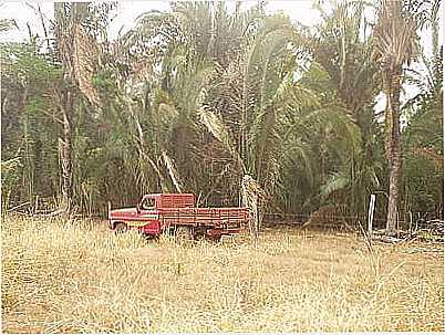 FOTO J.BARBALHO - LAMBARI D'OESTE - MT