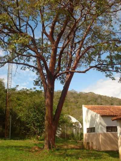 PAU BRASIL NA ESCOLA SANTA CLAUDINA, POR DUDA  - MIMOSO - MT