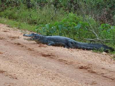 JACARE EM PLENA ESTRADA, POR DUDA  - MIMOSO - MT
