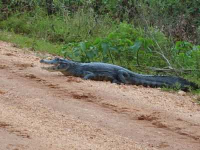 JACARE EM PLENA ESTRADA, POR DUDA  - MIMOSO - MT