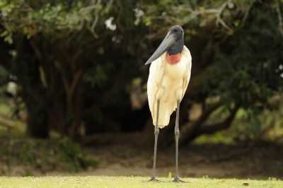 PANTANAL  MT, POR ANA  GURALH - NOBRES - MT