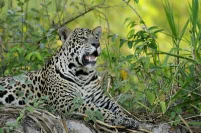 ONA DO PANTANAL, POR ANA  GURALH - NOBRES - MT