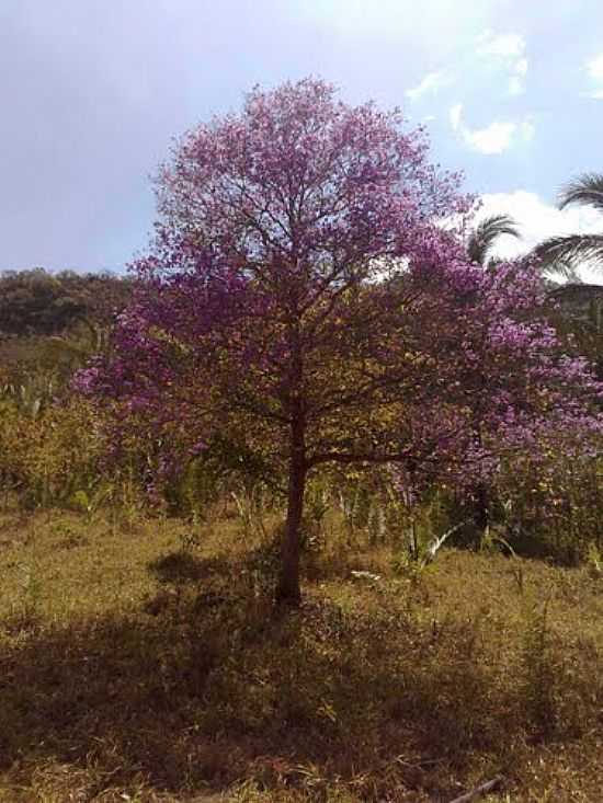 IP ROXO NOS CAMPOS DE NOBRES-MT-FOTO:OMAR HADDAD SAAB - NOBRES - MT