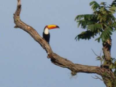 TUCANO, POR JAIME RISSOLI - NOVA MONTE VERDE - MT