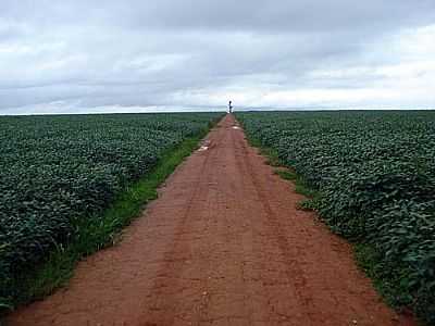 FAZENDA DE SOJA-FOTO:IRENEMURAI  - NOVA UBIRAT - MT