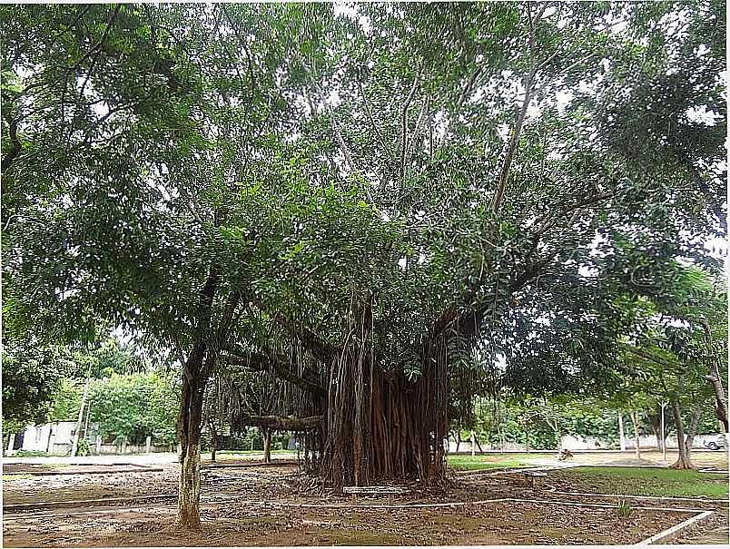 NOVA XAVANTINA-MT-GAMELEIRA NA PRAA DOM BOSCO OU PRAA DA IGREJINHA-FOTO:EDINSIO GONALVES PEREIRA VIEIRA - NOVA XAVANTINA - MT