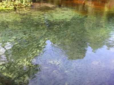 PEIXES-FOTO:RENATO FERNANDES DE   - NOVO MUNDO - MT