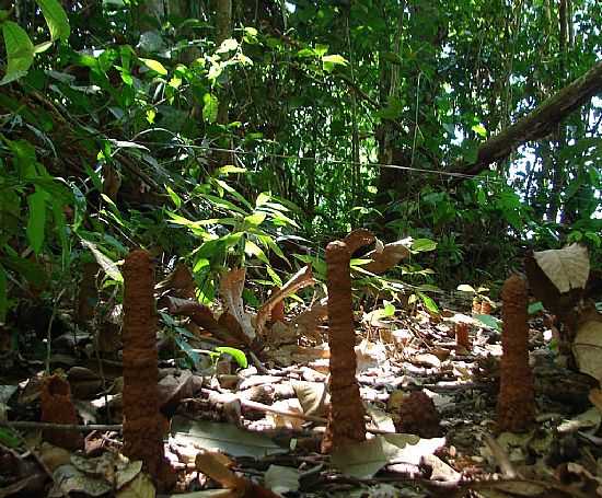 PARANATA-MT-ESCULTURA DE INSETO-STIO ARQUEOLGICO-FOTO:DALCIO E MARILDA BEREGULA - PARANATA - MT