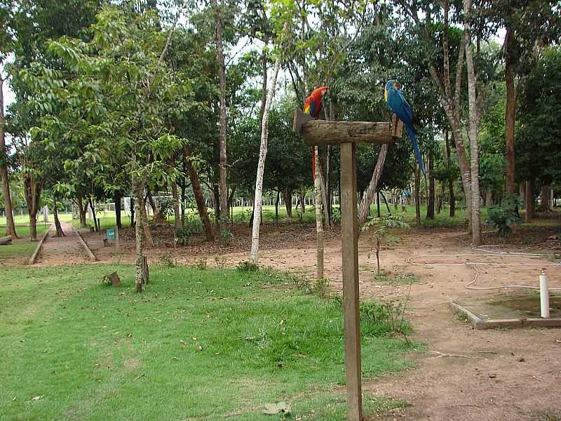 SINOP-MT-ARARAS NO PARQUE FLORESTAL-FOTO:DALCIO E MARILDA BEREGULA - SINOP - MT