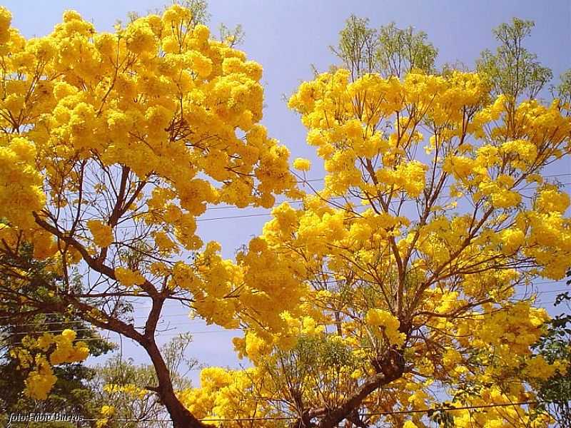 IMAGENS DA CIDADE DE TANGAR DA SERRA - MT - TANGAR DA SERRA - MT