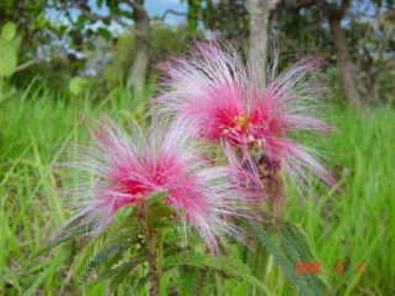 TESOURO-MT-FLOR DO CERRADO-FOTO:ROGRIO SALLES - TESOURO - MT