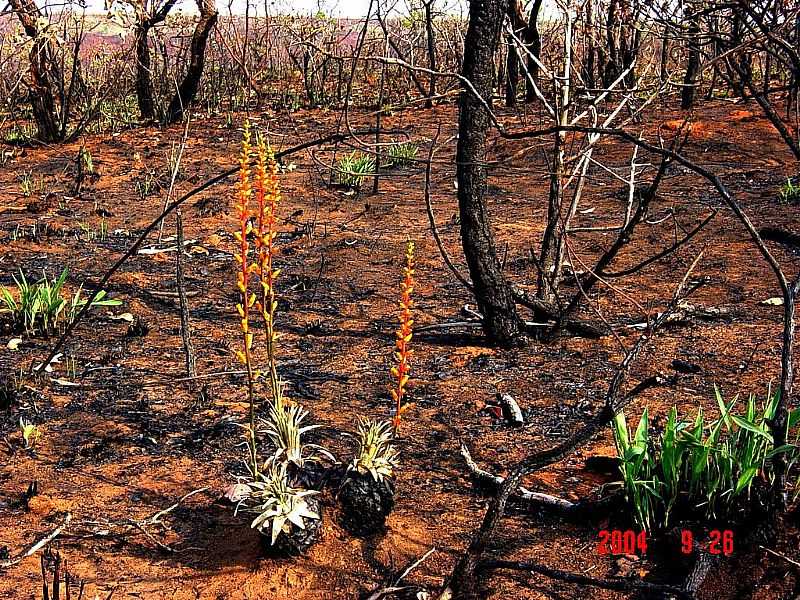 TESOURO-MT-FLORES DEPOIS DA QUEIMADA-FOTO:ROGRIO SALLES - TESOURO - MT