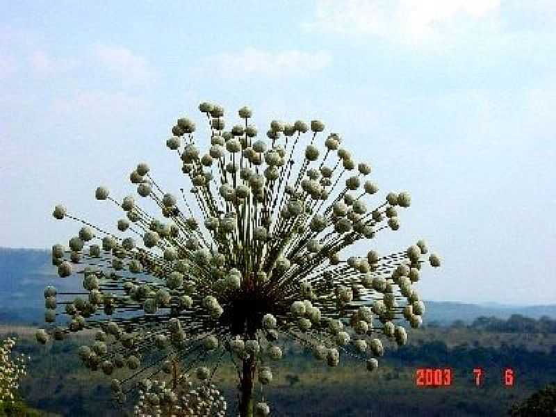 TESOURO-MT-VEGETAO DO CERRADO-FOTO:ROGRIO SALLES - TESOURO - MT