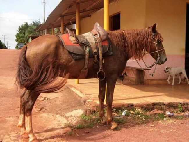 AQUI AINDA ANDA-SE A CAVALO, POR GUSTAVO AMARAL - VALE RICO - MT